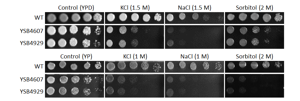 Osmotic stress phenotype