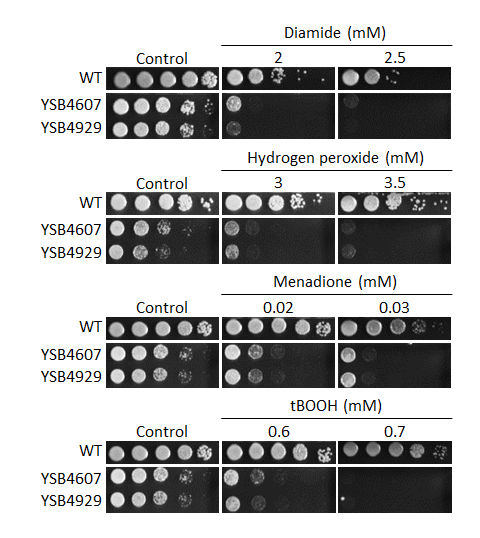 Oxidative stress phenotype