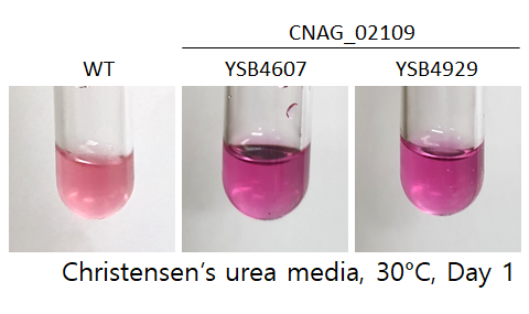 Urease phenotype