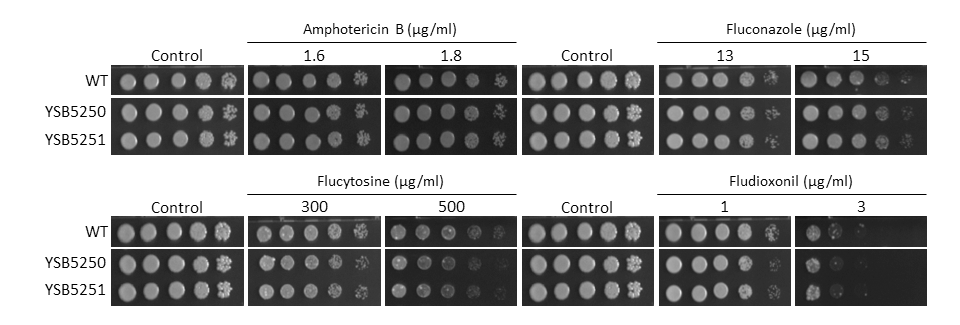 Antifungal drug susceptibility