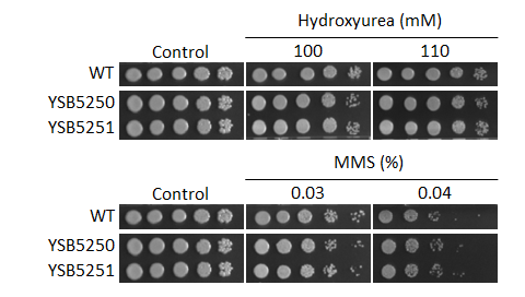 Genotoxic stress phenotype