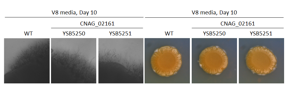 Mating phenotype
