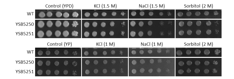 Osmotic stress phenotype