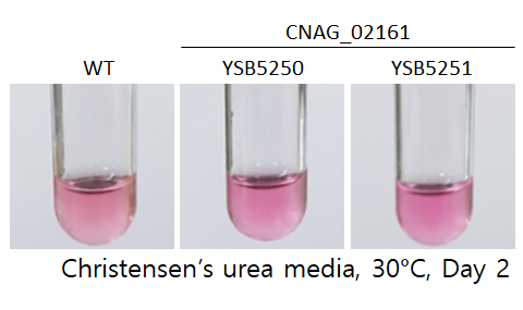 Urease phenotype