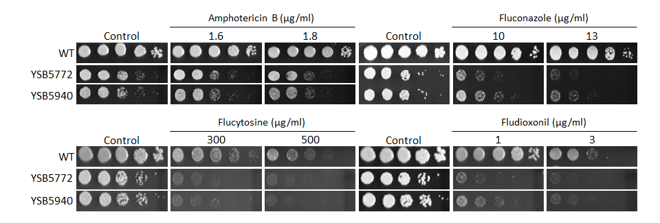 Antifungal drug susceptibility