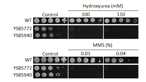 Genotoxic stress phenotype
