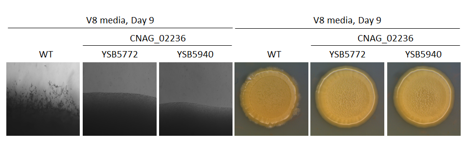 Mating phenotype