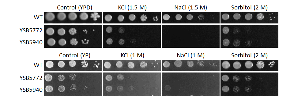 Osmotic stress phenotype