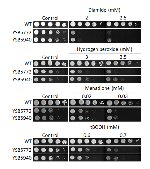 Oxidative stress phenotype
