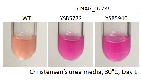 Urease phenotype