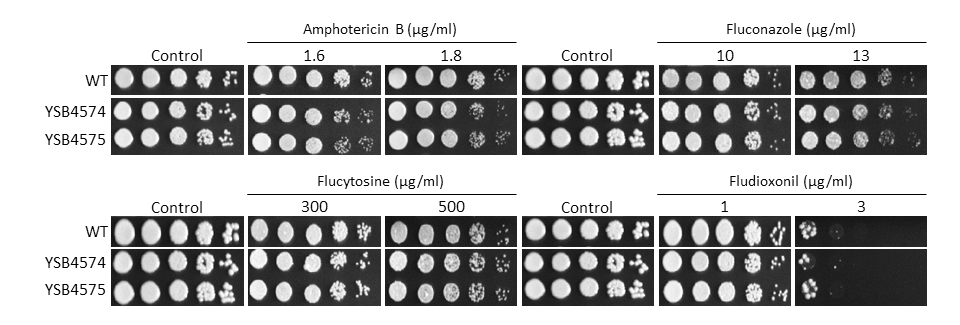 Antifungal drug susceptibility