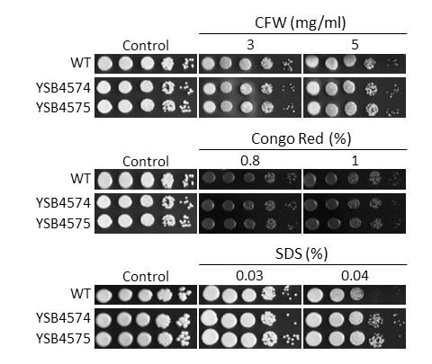 Cell wall stress phenotype