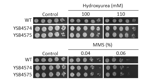 Genotoxic stress phenotype
