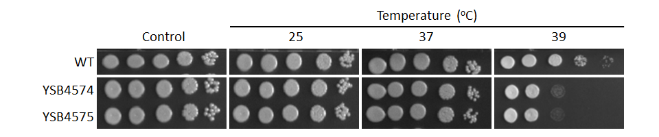 Growth phenotype