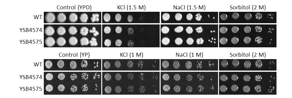 Osmotic stress phenotype