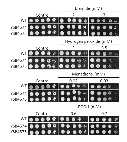 Oxidative stress phenotype