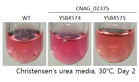 Urease phenotype