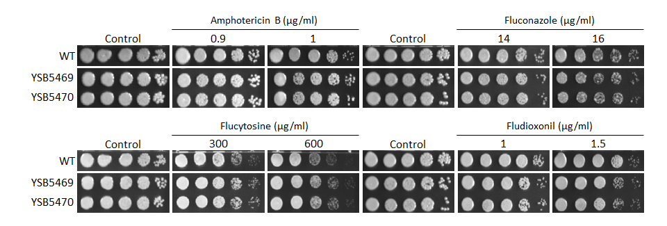 Antifungal drug susceptibility
