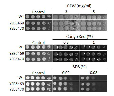 Cell wall stress phenotype