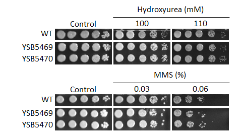 Genotoxic stress phenotype