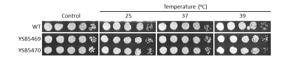 Growth phenotype