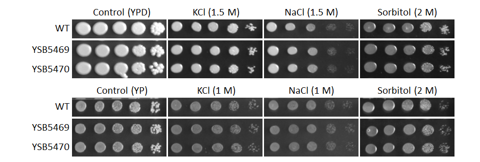 Osmotic stress phenotype