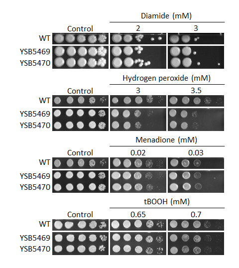 Oxidative stress phenotype