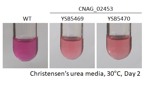 Urease phenotype