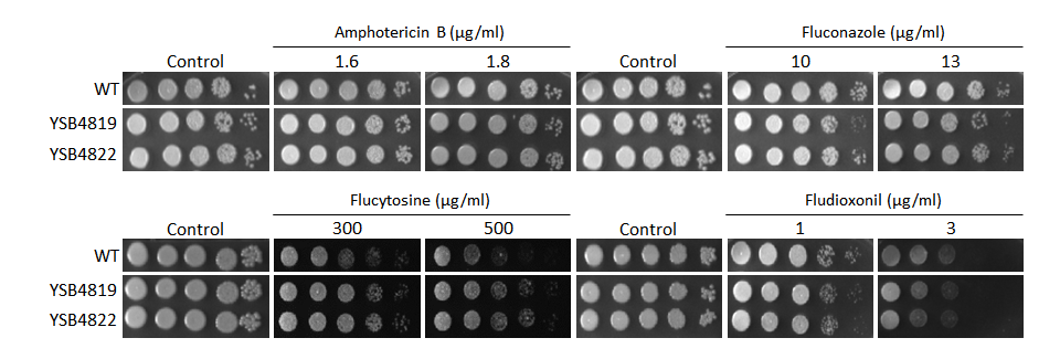 Antifungal drug susceptibility