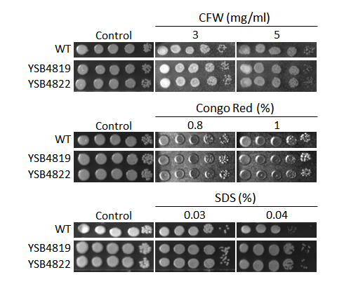 Cell wall stress phenotype