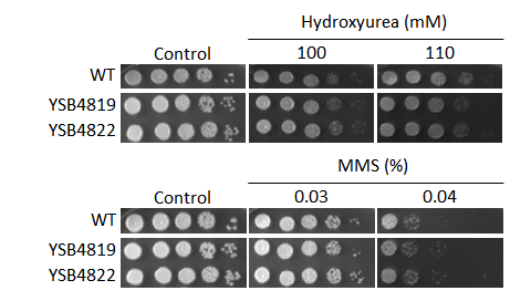 Genotoxic stress phenotype