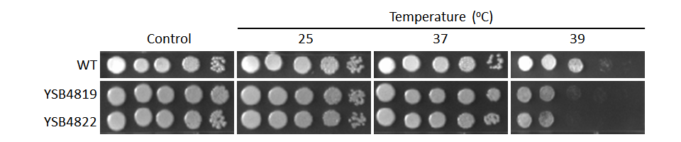 Growth phenotype