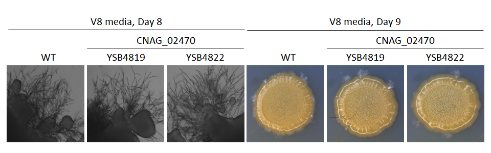 Mating phenotype