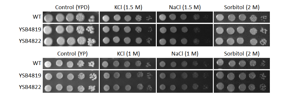 Osmotic stress phenotype
