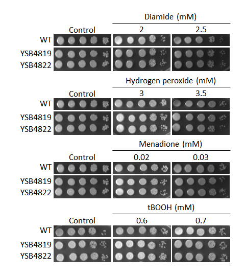 Oxidative stress phenotype