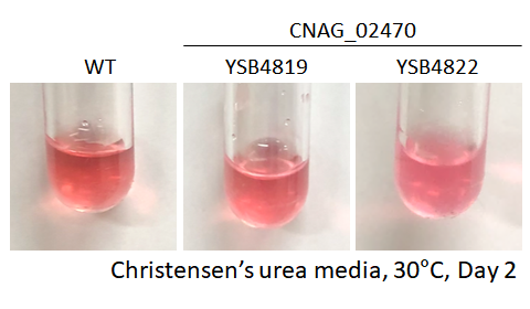 Urease phenotype