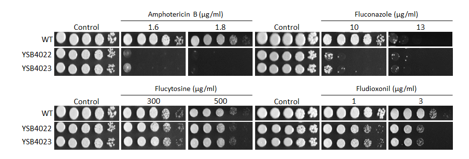 Antifungal drug susceptibility
