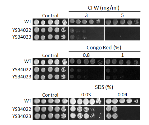 Cell wall stress phenotype