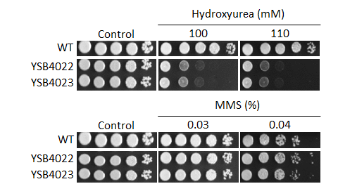 Genotoxic stress phenotype