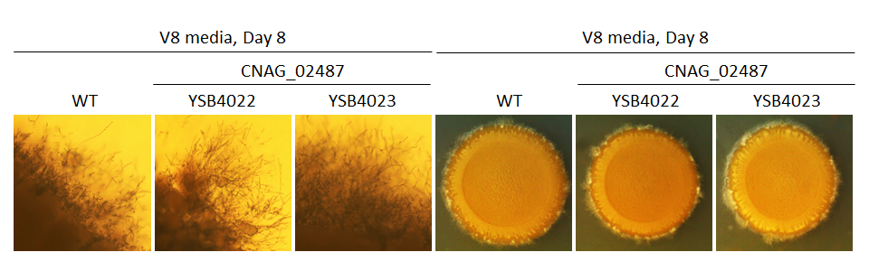 Mating phenotype