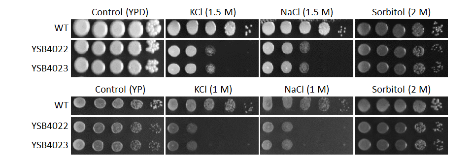 Osmotic stress phenotype