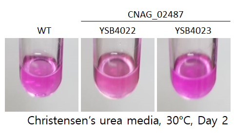 Urease phenotype