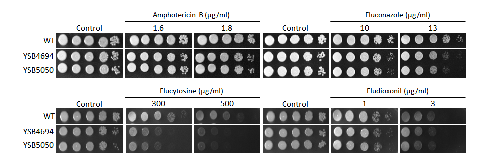 Antifungal drug susceptibility