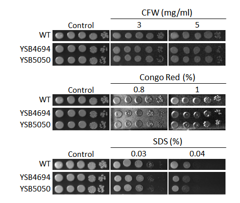 Cell wall stress phenotype