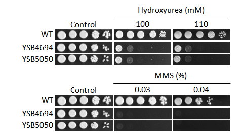 Genotoxic stress phenotype