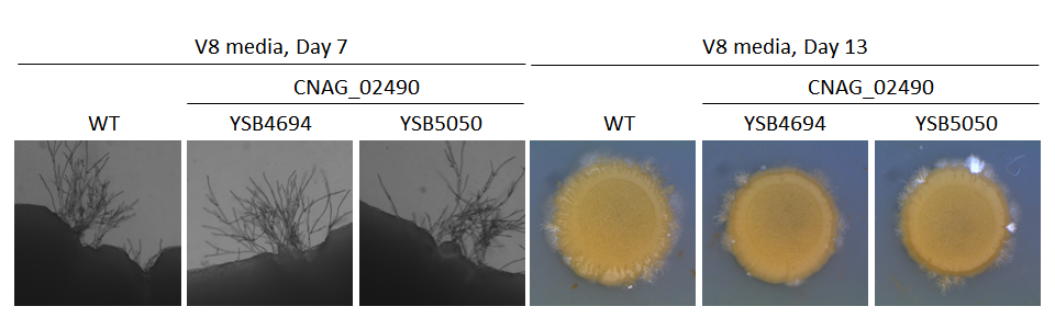 Mating phenotype