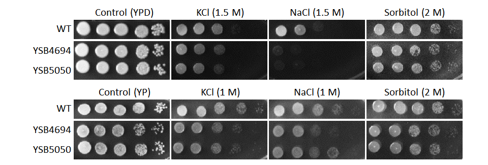 Osmotic stress phenotype