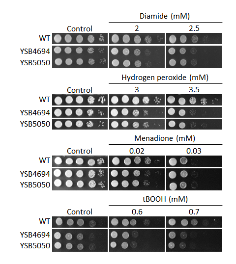 Oxidative stress phenotype