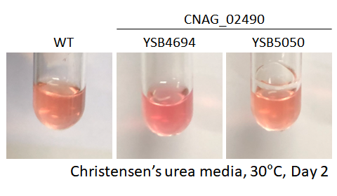 Urease phenotype