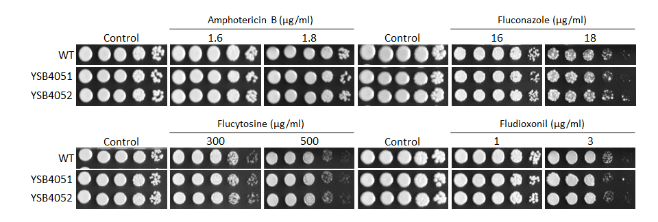 Antifungal drug susceptibility